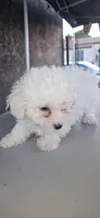 Mochi, a male Maltipoo for sale in Santa Ana, CA – 2 of 2