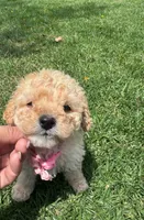 Baby , a female Maltipoo for sale in Santa Ana, CA – 3 of 6