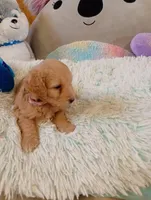 Jade, a female Maltipoo for sale in Santa Ana, CA – Photo 2 of 2