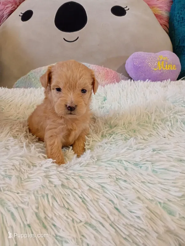 Jade – Maltipoo puppy for sale in Santa Ana, CA