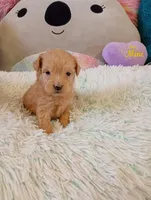 Jade, a female Maltipoo for sale in Santa Ana, CA – Photo 1 of 2