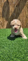 Teddy, a male Maltipoo for sale in Santa Ana, CA – 3 of 5