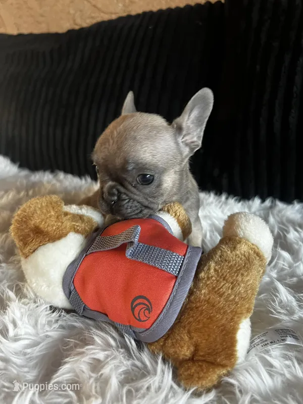 Baby leah – French Bulldog puppy for sale in Santa Ana, CA