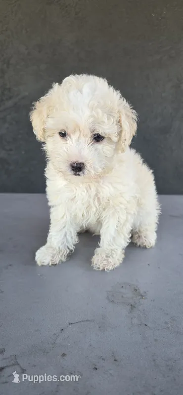 Sugar Bear – Maltipoo puppy for sale in Santa Ana, CA