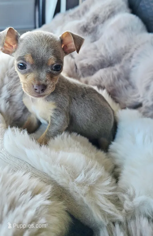 Hennessy – Chihuahua puppy for sale in Santa Ana, CA