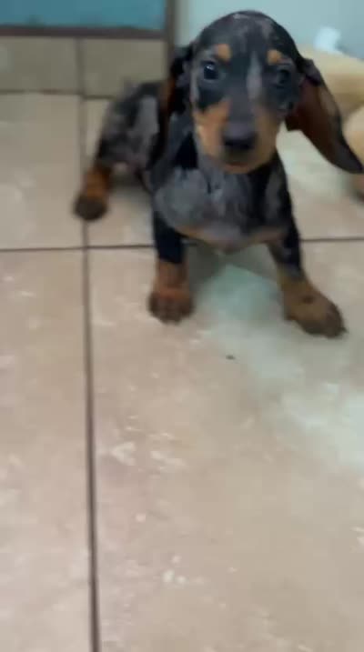 Champ, a male Dachshund for sale in Santa Ana, CA – 5 of 6