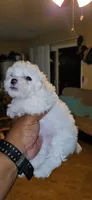 Baby, a female Maltipoo for sale in Santa Ana, CA – 3 of 3