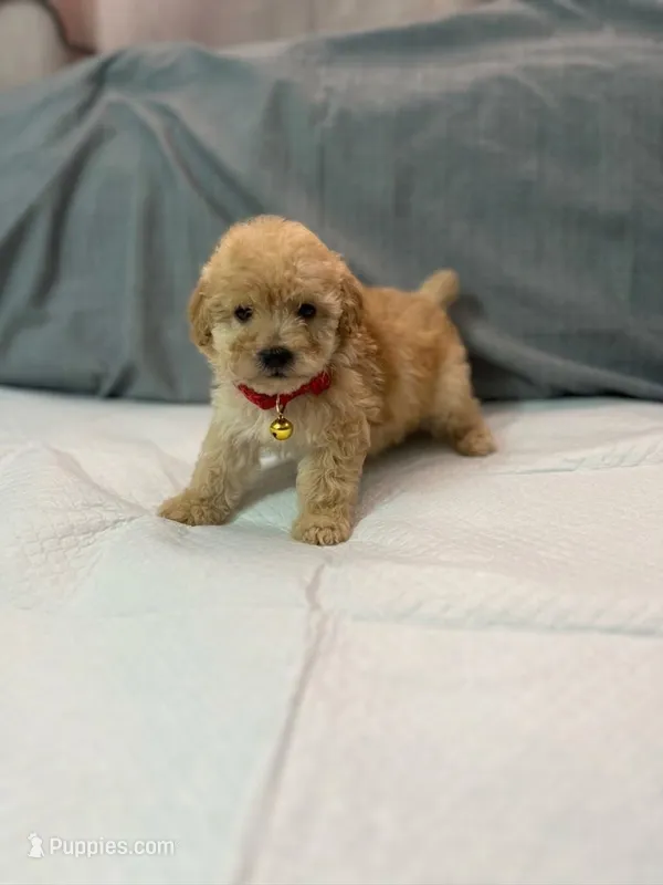 Teddy – Maltipoo puppy for sale in Santa Ana, CA