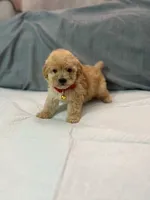 Teddy, a male Maltipoo for sale in Santa Ana, CA – 1 of 1
