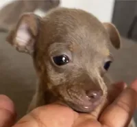Hennessy, a female Chihuahua for sale in Santa Ana, CA – 2 of 2