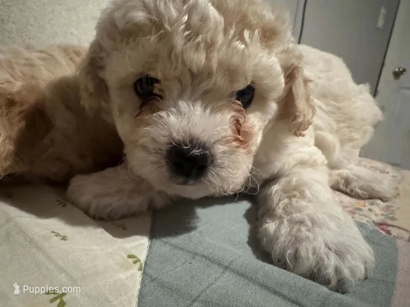 Teddy – Maltipoo puppy for sale in Santa Ana, CA