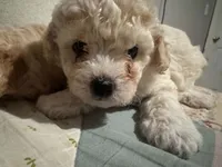 Teddy, a male Maltipoo for sale in Santa Ana, CA – 1 of 2