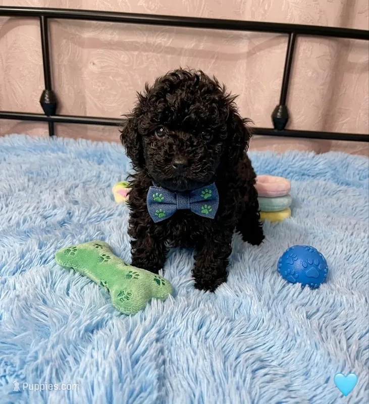 Prince – Poodle - Miniature  puppy for sale in Santa Ana, CA
