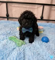 Prince, a male Poodle - Miniature  for sale in Santa Ana, CA – 1 of 2