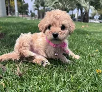 Baby , a female Maltipoo for sale in Santa Ana, CA – 4 of 6