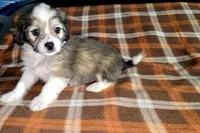 Toby, a male Maltipoo and Chihuahua for sale in Santa Ana, CA – Photo 2 of 4