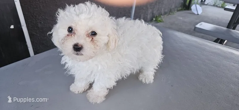 Mochi – Maltipoo puppy for sale in Santa Ana, CA