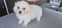 Mochi, a male Maltipoo for sale in Santa Ana, CA – 1 of 2