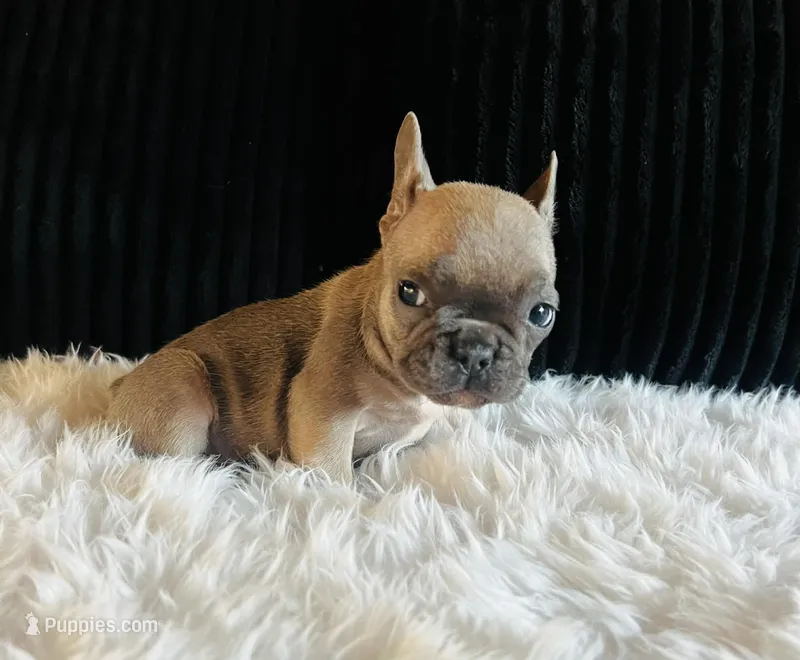 Honey  – French Bulldog puppy for sale in Santa Ana, CA