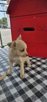Lila , a female Chihuahua for sale in Santa Ana, CA – 3 of 5