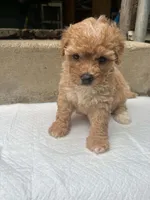 Finney, a female Maltipoo for sale in Santa Ana, CA – 1 of 1