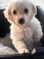 Jerry, a male Maltipoo for sale in Santa Ana, CA – 2 of 3
