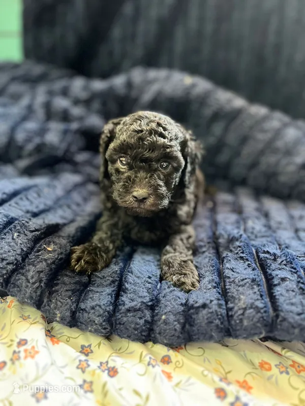 Shadow – Poodle - Toy  puppy for sale in Santa Ana, CA