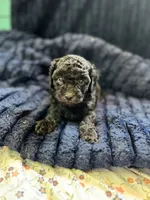 Shadow, a male Poodle - Toy  for sale in Santa Ana, CA – 1 of 3