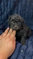 Shadow, a male Poodle - Toy  for sale in Santa Ana, CA – 2 of 3