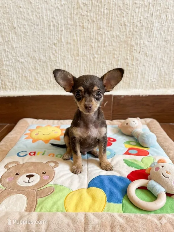 Sasha – Chihuahua puppy for sale in Santa Ana, CA