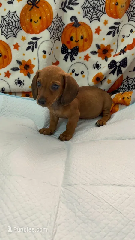 Cameron  – Dachshund puppy for sale in Santa Ana, CA