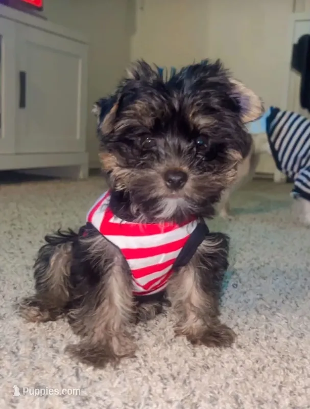 Coco – Yorkshire Terrier puppy for sale in Santa Ana, CA