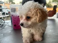 Teddy, a male Maltipoo for sale in Santa Ana, CA – 3 of 4