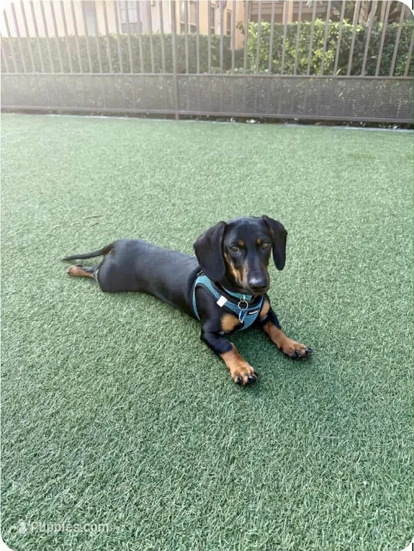Luke – Dachshund puppy on hold in Santa Ana, CA