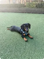 Luke, a male Dachshund for sale in Santa Ana, CA – Photo 1 of 4