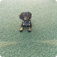 Luke, a male Dachshund for sale in Santa Ana, CA – Photo 3 of 4