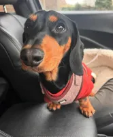 Luke, a male Dachshund for sale in Santa Ana, CA – Photo 2 of 4