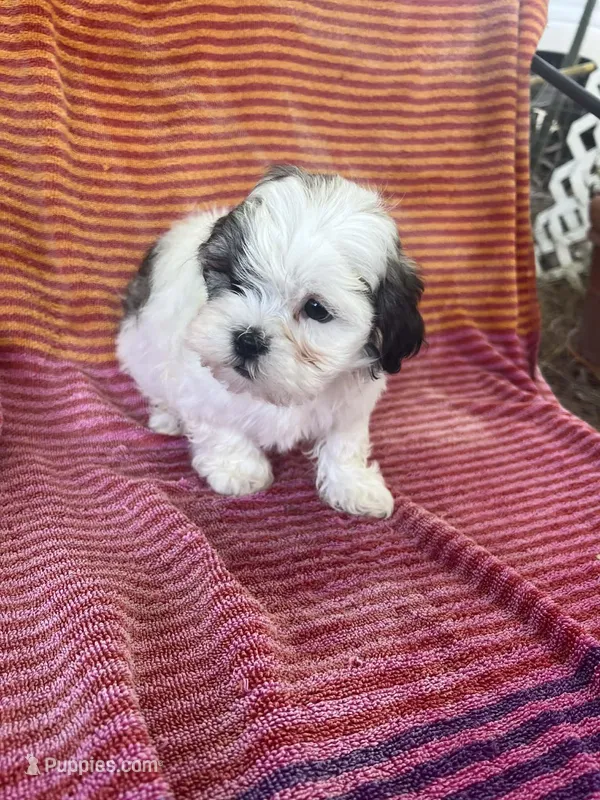 Honey  – Shih Tzu puppy for sale in Santa Ana, CA
