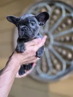 Coco, a male French Bulldog for sale in Santa Ana, CA – Photo 2 of 3