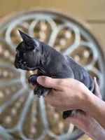 Coco, a male French Bulldog for sale in Santa Ana, CA – Photo 3 of 3