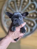 Coco, a male French Bulldog for sale in Santa Ana, CA – Photo 1 of 3