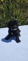 Shadow, a male Maltipoo for sale in Santa Ana, CA – 3 of 3
