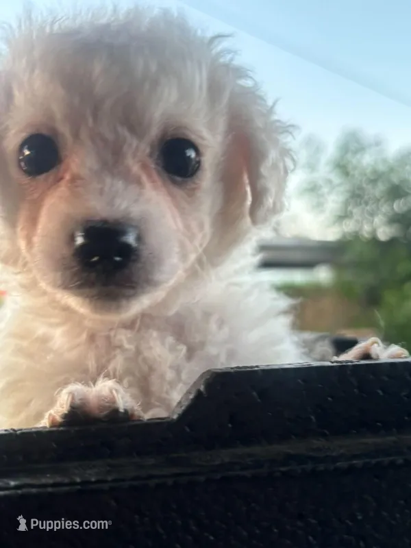 Jerry – Maltipoo puppy for sale in Santa Ana, CA