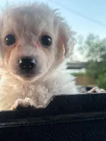 Jerry, a male Maltipoo for sale in Santa Ana, CA – 1 of 3