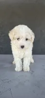 Sugar Bear, a male Maltipoo for sale in Santa Ana, CA – 2 of 5