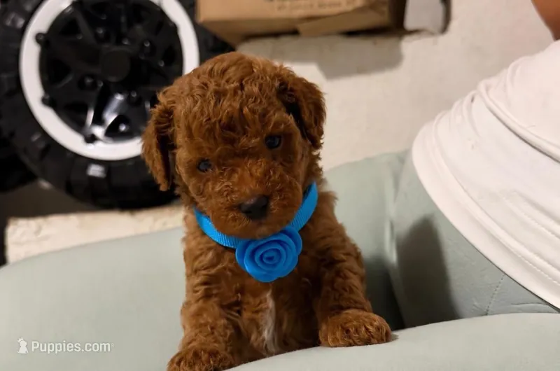 Rojo  – Poodle - Miniature  puppy for sale in Santa Ana, CA