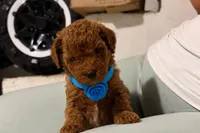 Rojo , a male Poodle - Miniature  for sale in Santa Ana, CA – 1 of 1