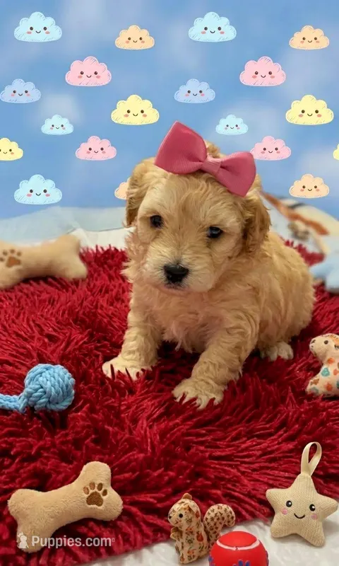 Ruby – Maltipoo puppy for sale in Santa Ana, CA