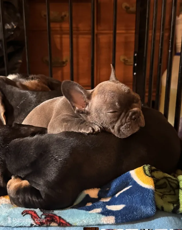 Nikki  – French Bulldog puppy for sale in Santa Ana, CA