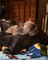 Nikki , a male French Bulldog for sale in Santa Ana, CA – 1 of 3